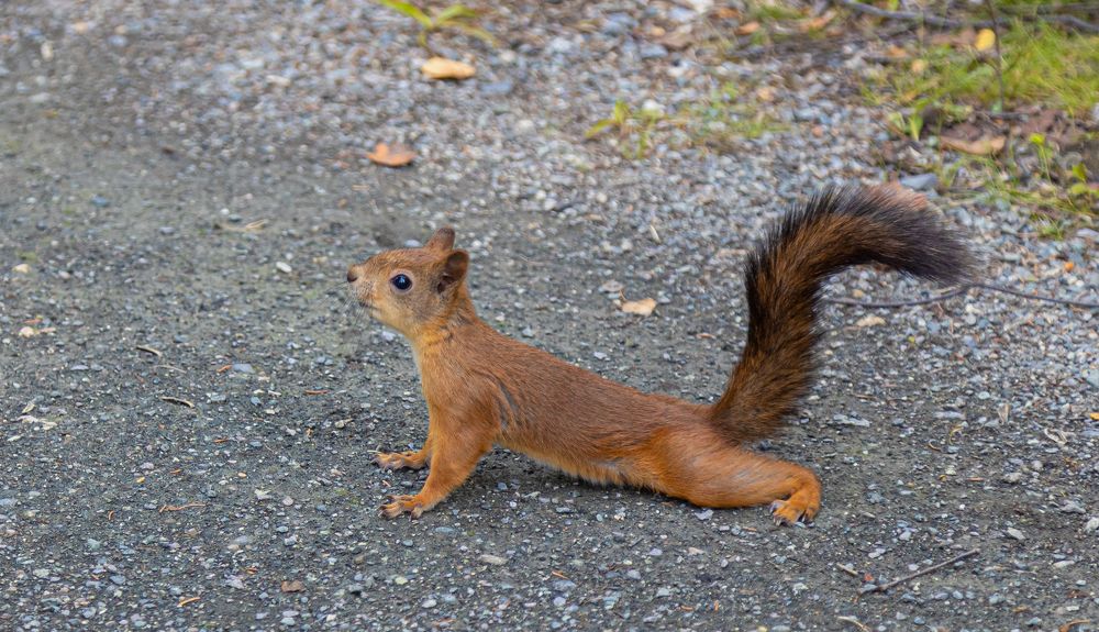 Белка на отдыхе!!!