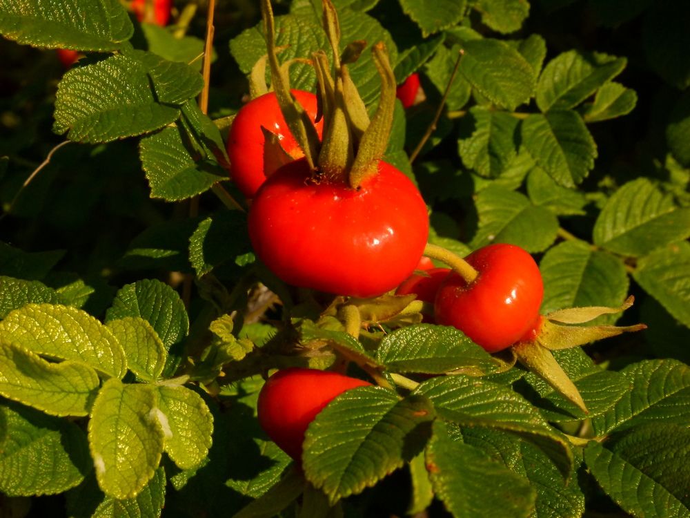 Photograph by Александр Кизим