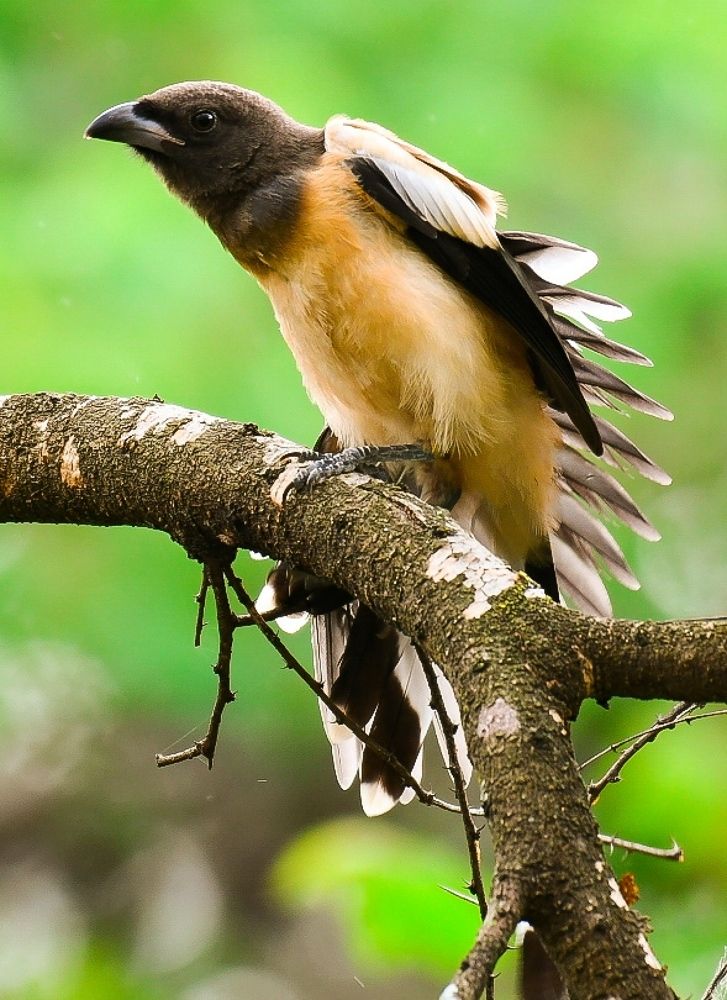 treepie