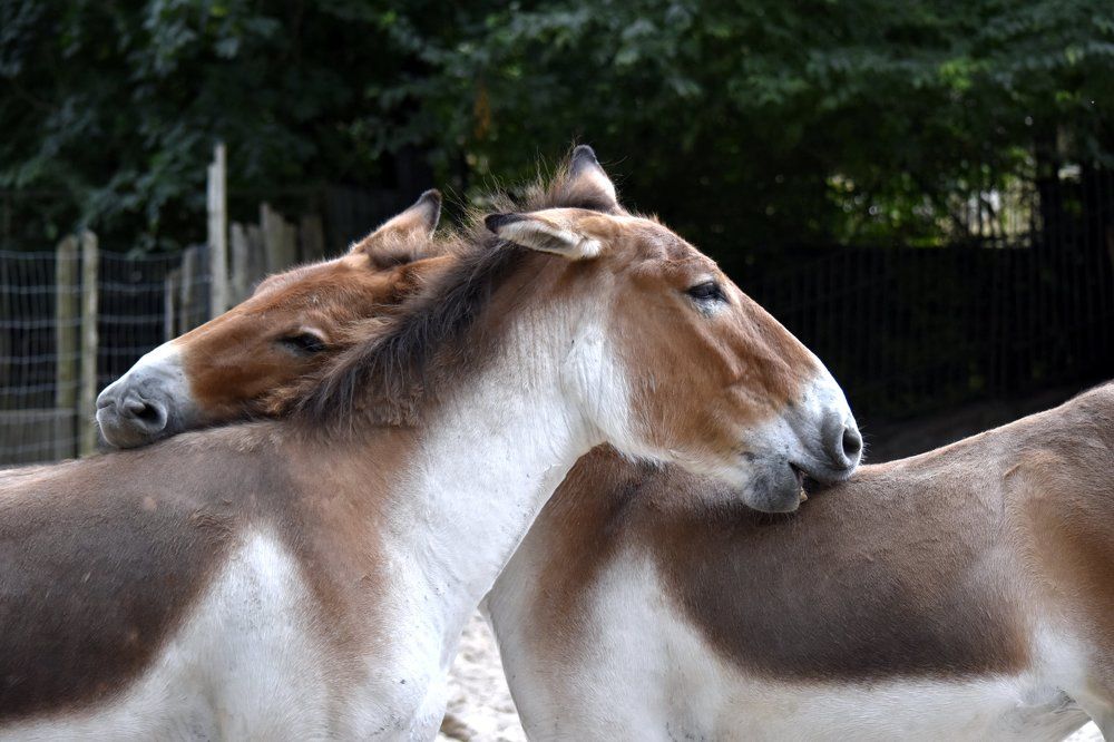 Звери как люди... / Animals are like people...
