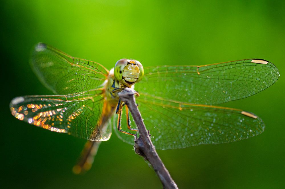 Photograph by Андрей Лысаченко