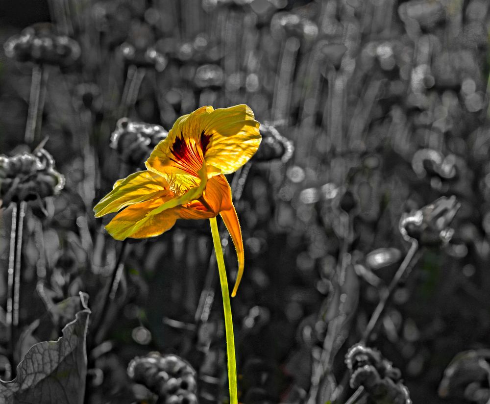 Photograph by Tatyana Semenova