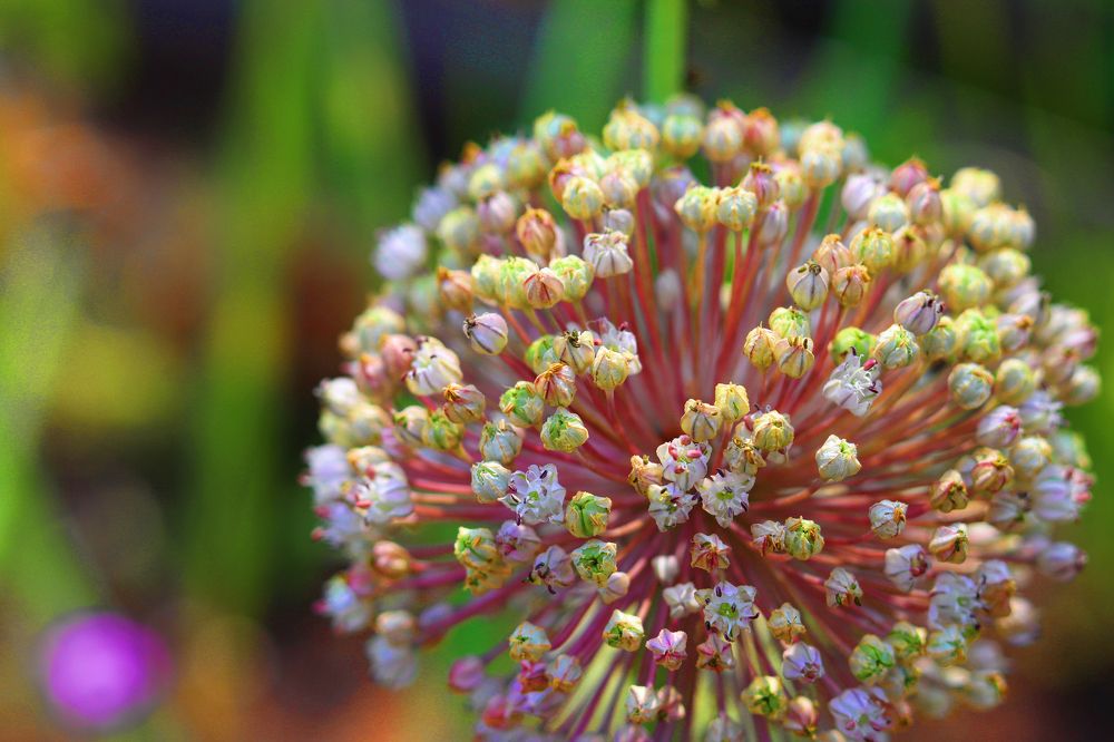 Photograph by Tatyana Semenova