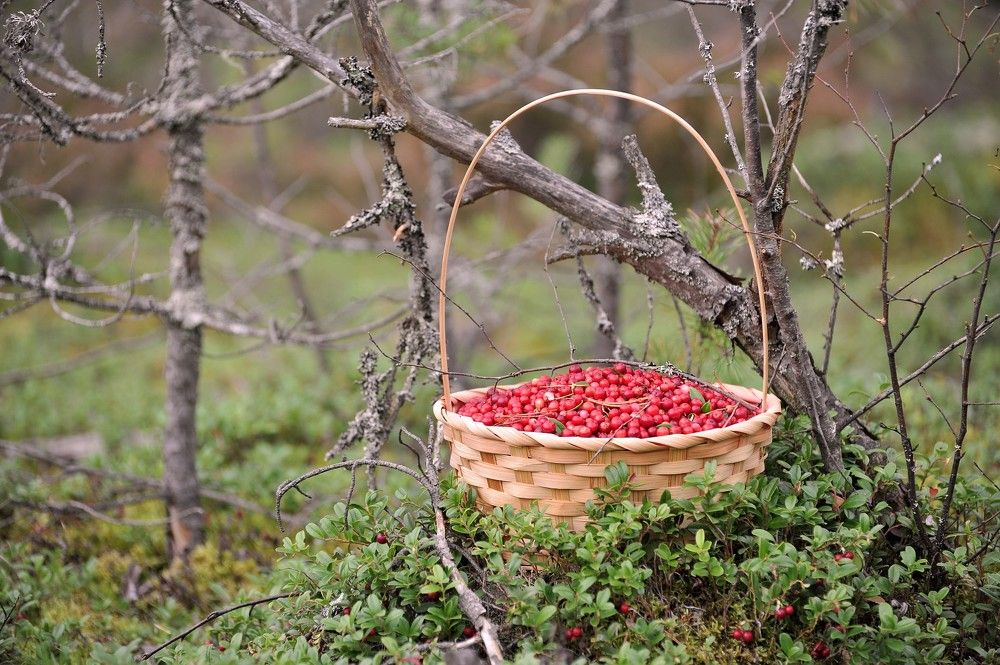 Photograph by Юрий Яковлев