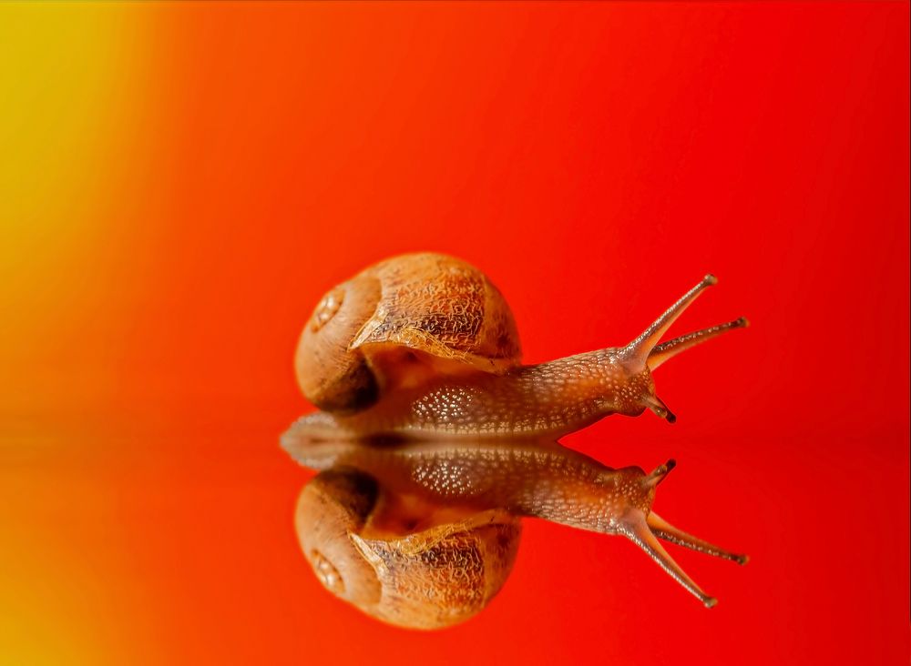 SNAIL FISH MACRO SHOT
