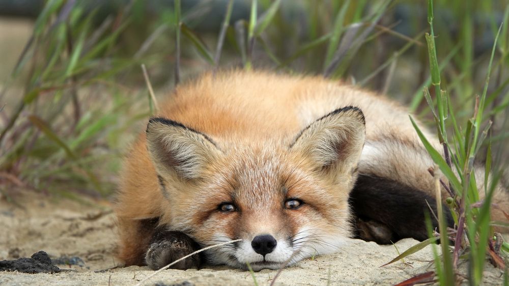 Photograph by Андрей Щербинин