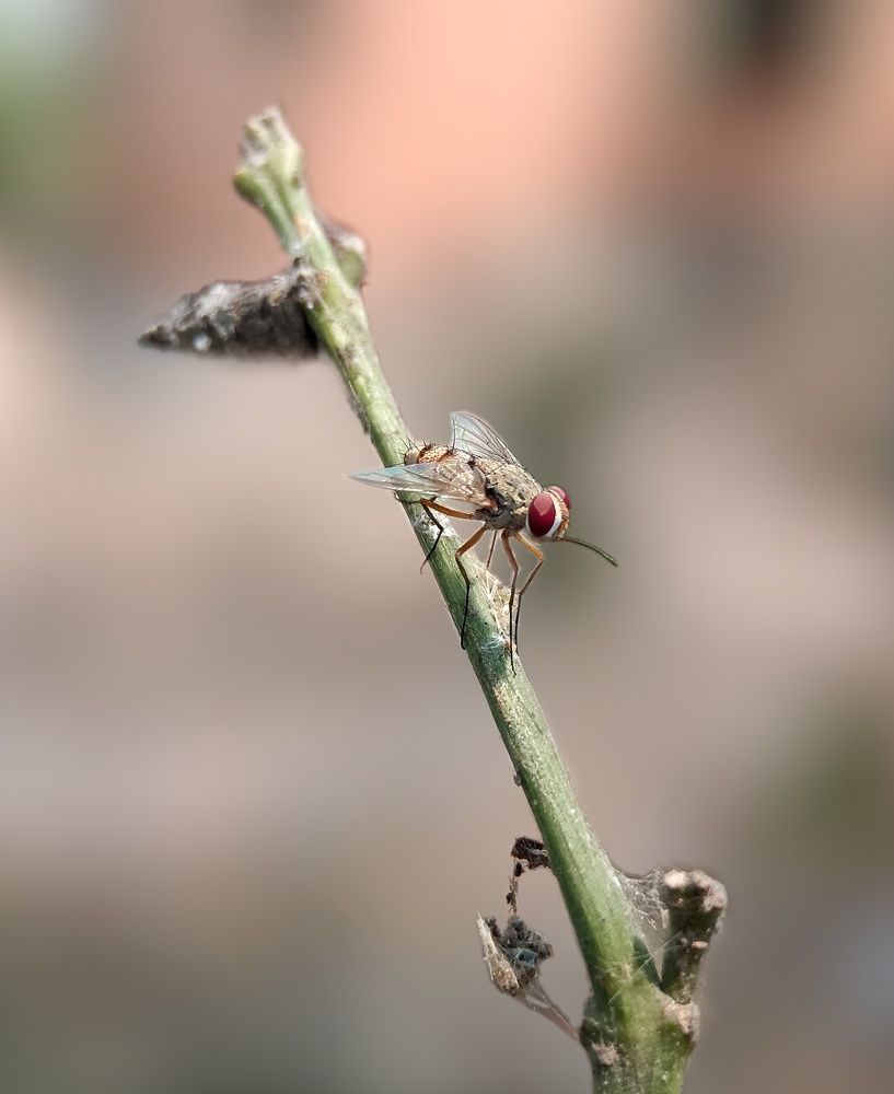 Photograph by Souvik Bhattacharyya
