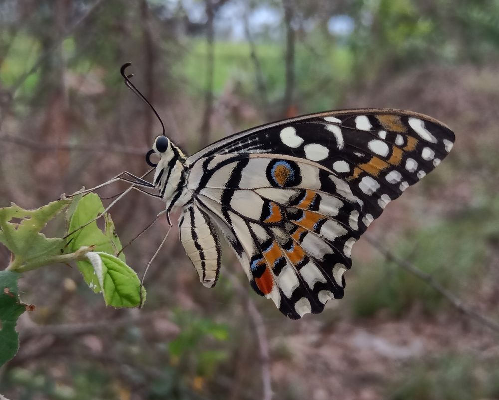 Photograph by Souvik Bhattacharyya
