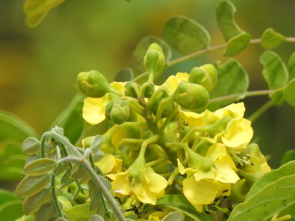 Photograph by Zaw Htun