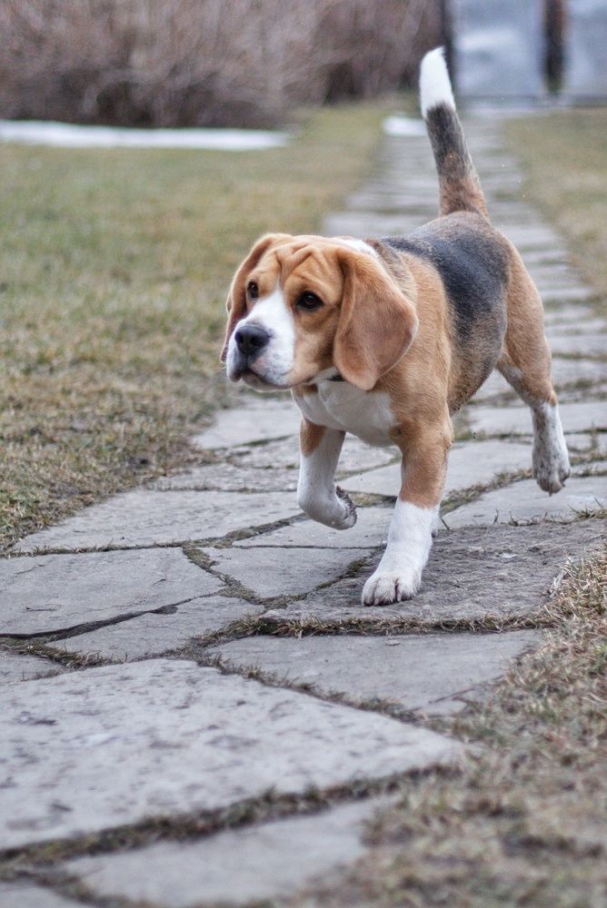 Фотография автора Татьяна Степанова