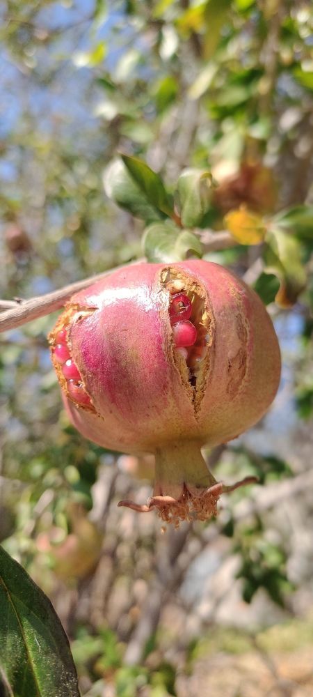 Photograph by Irena TURČINSKAJA