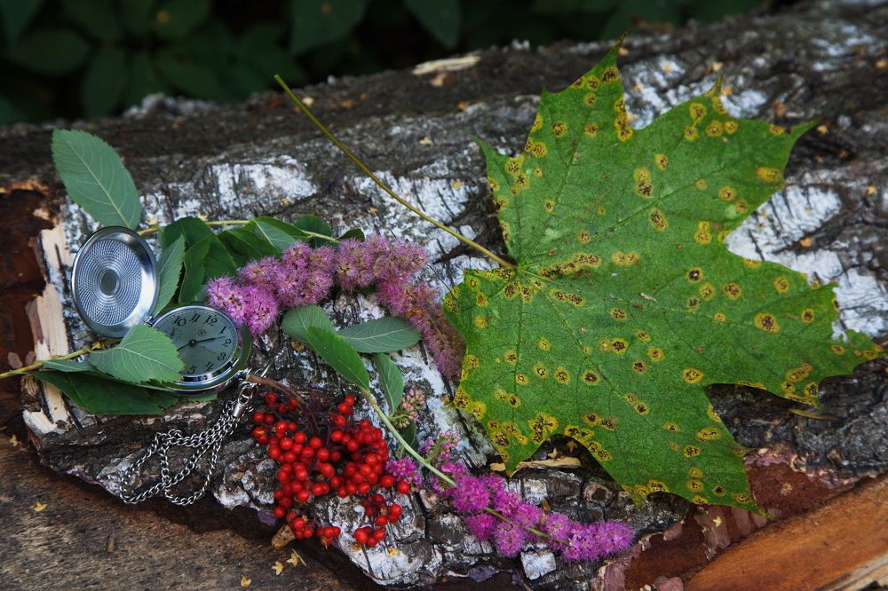 Ягода...бузина...!)