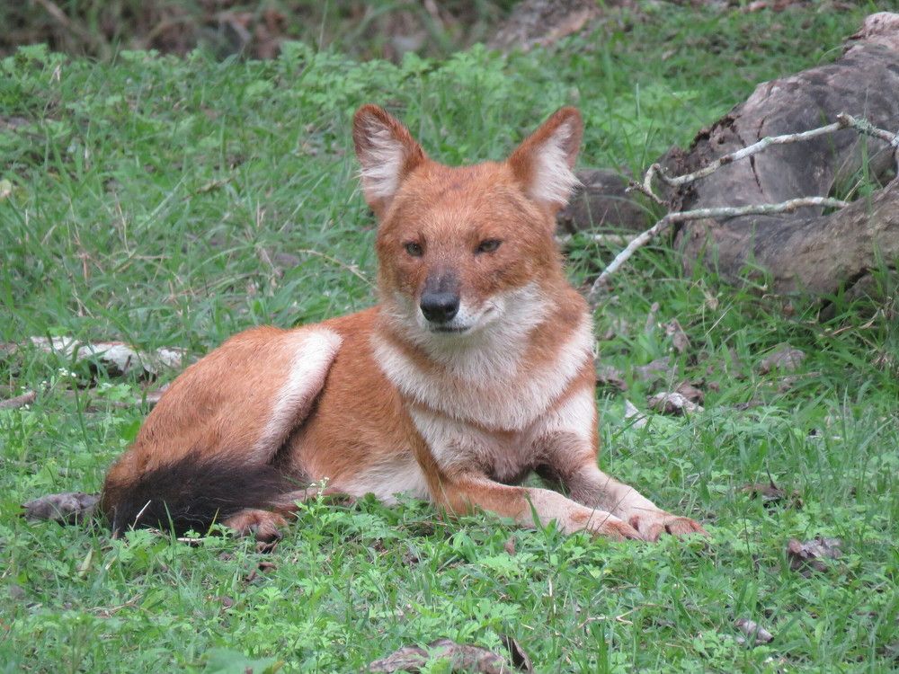Dhole