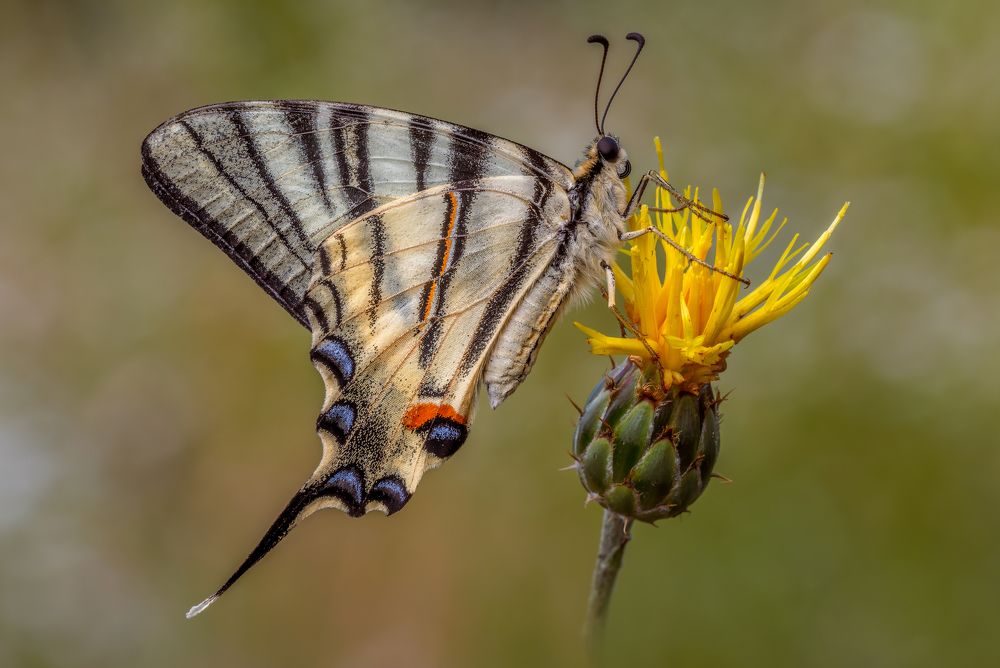 Photograph by Sara Jazbar