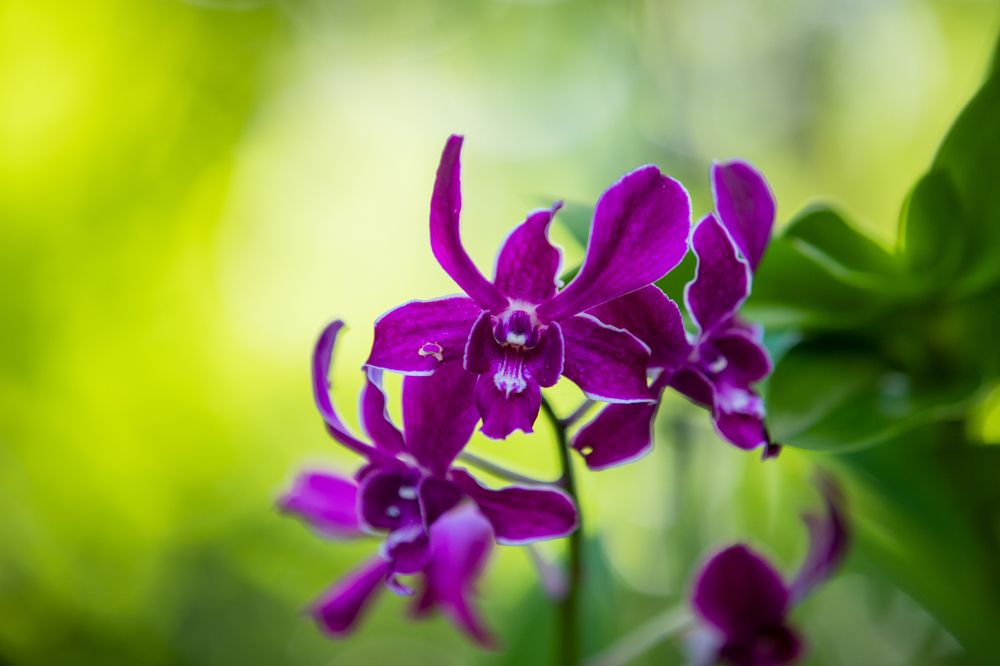 Photograph by Ishan C Karunarathne