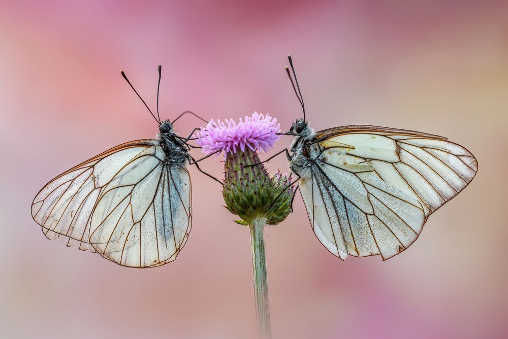 Photograph by Sara Jazbar