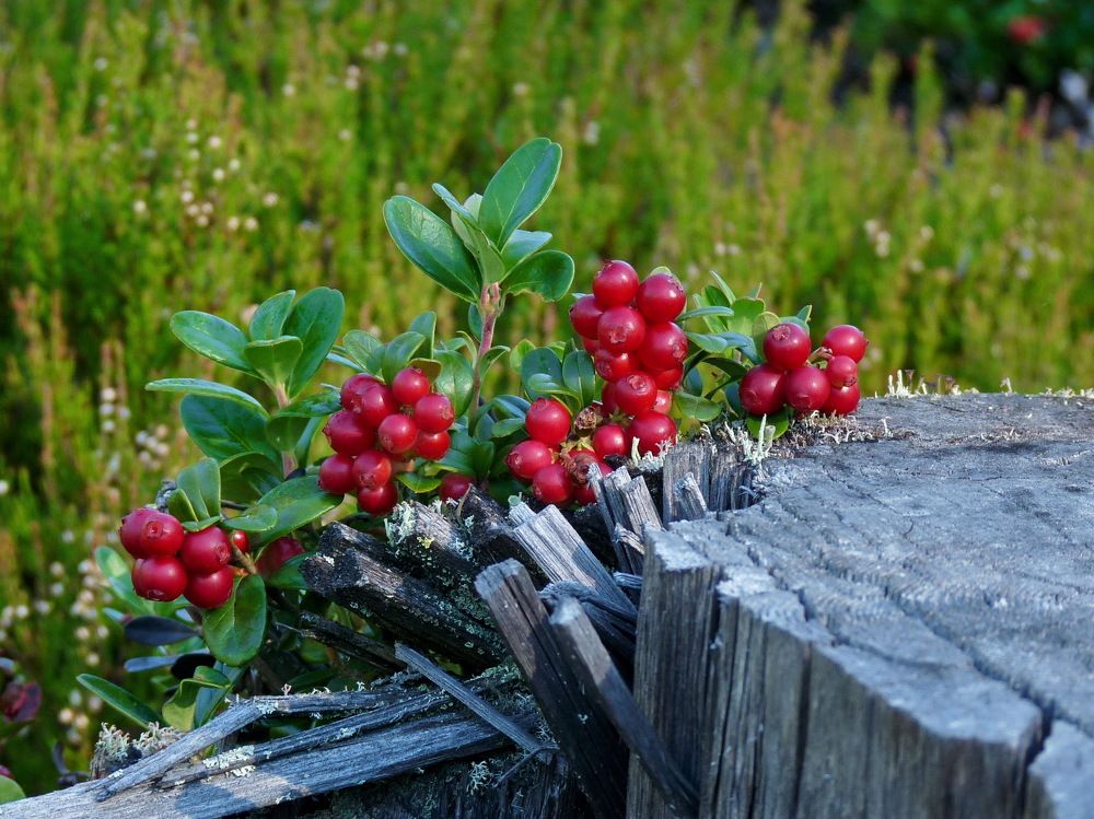 Photograph by Марина