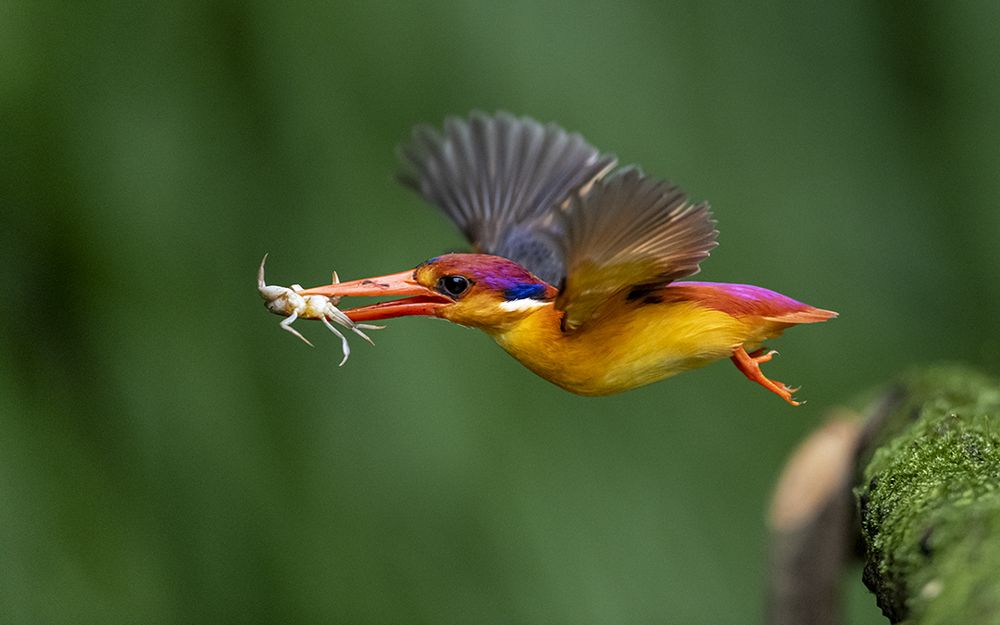 The Bullet in flight