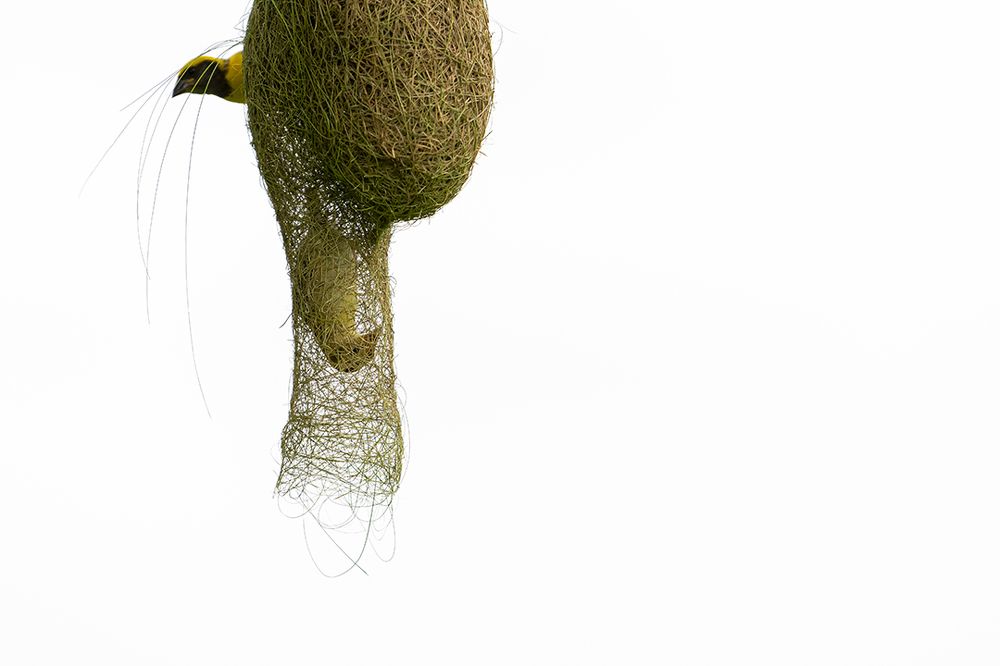 The Engineers at work