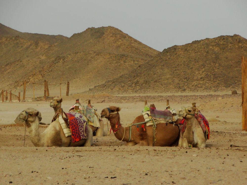 Photograph by Svetlana Vydrova