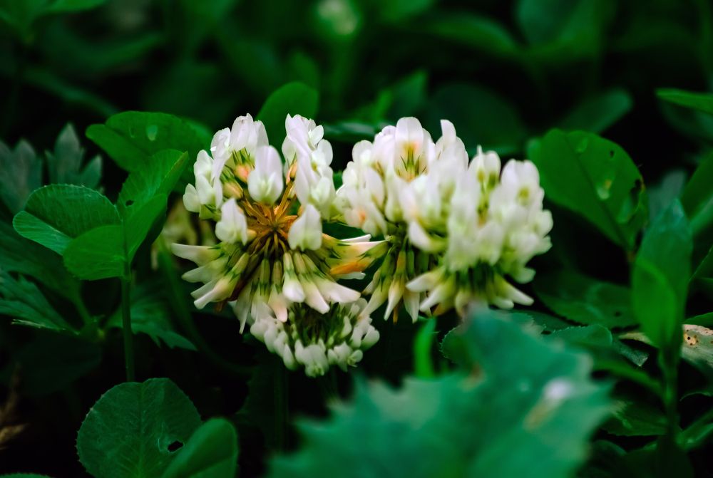 Photograph by Юлия Сурикова