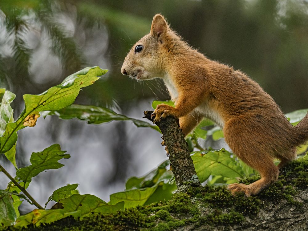 Белкина фотосессия