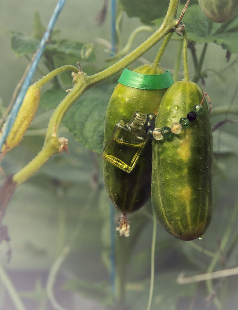 Мал ещё пить элексир огуречности!