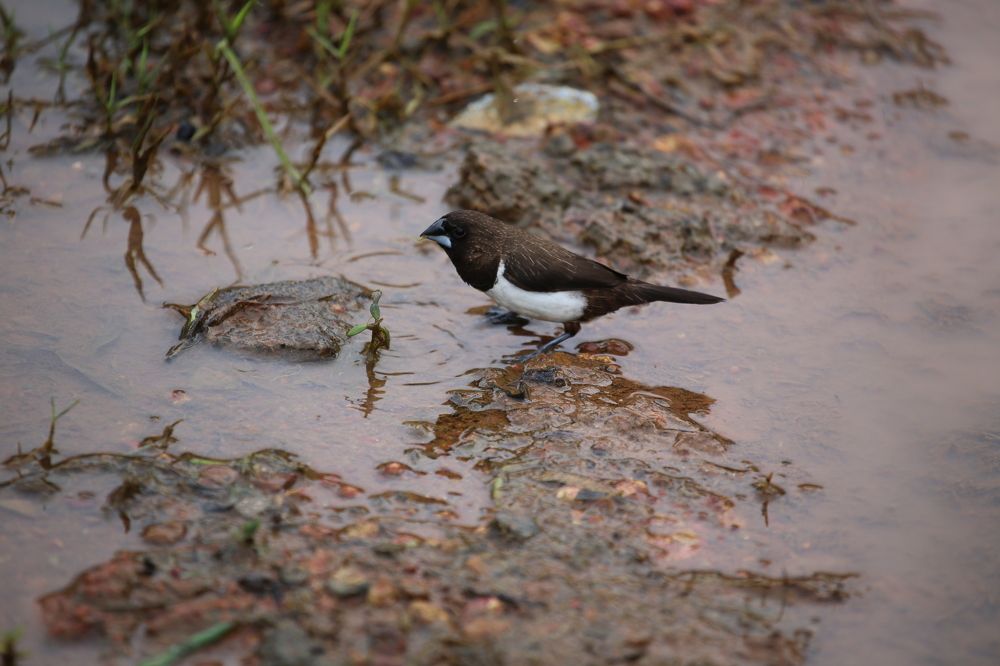 Photograph by Febin Francis