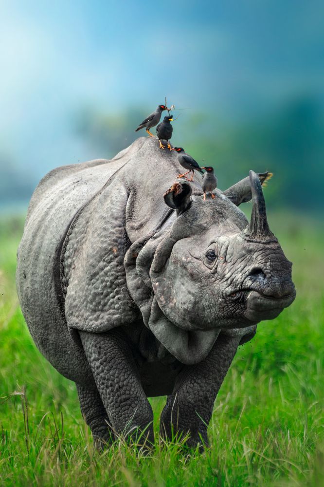 One Horned Rhino With Myna