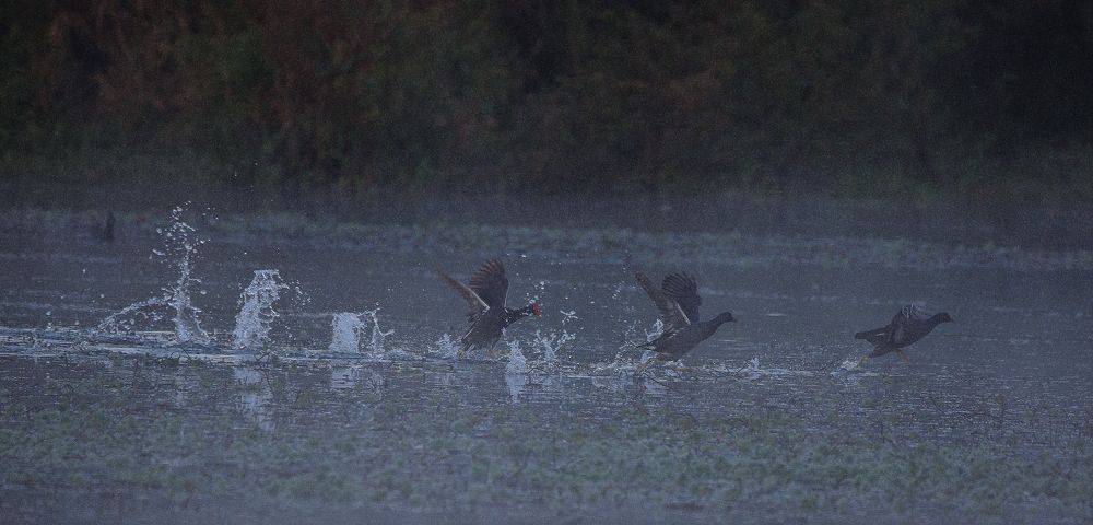 Photograph by Paulo Fernando Campana