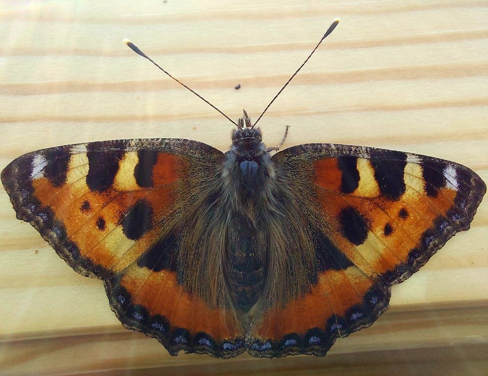 Photograph by Алена Марченко