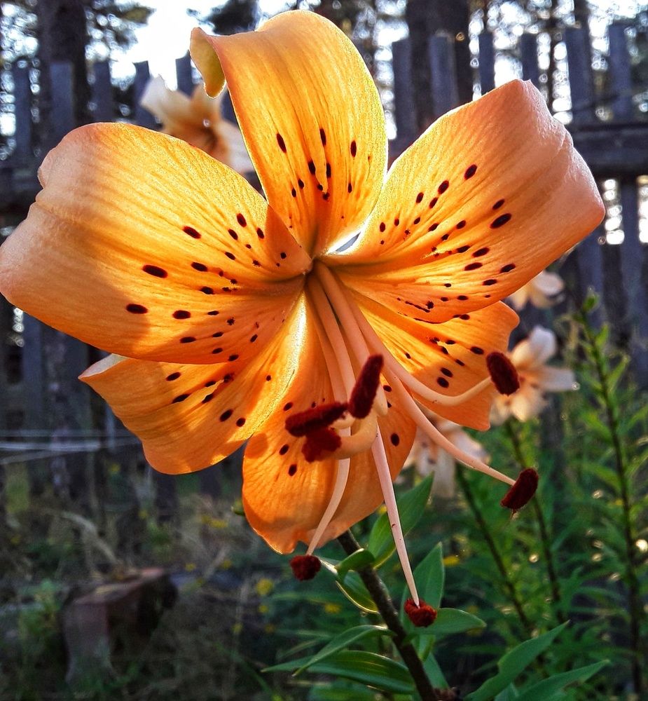 Photograph by Уткина Елена