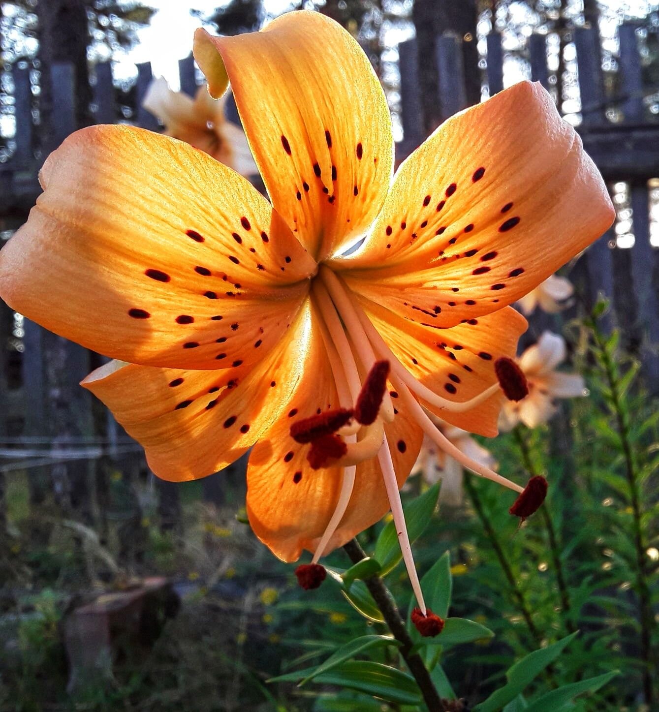 Photo #6354399