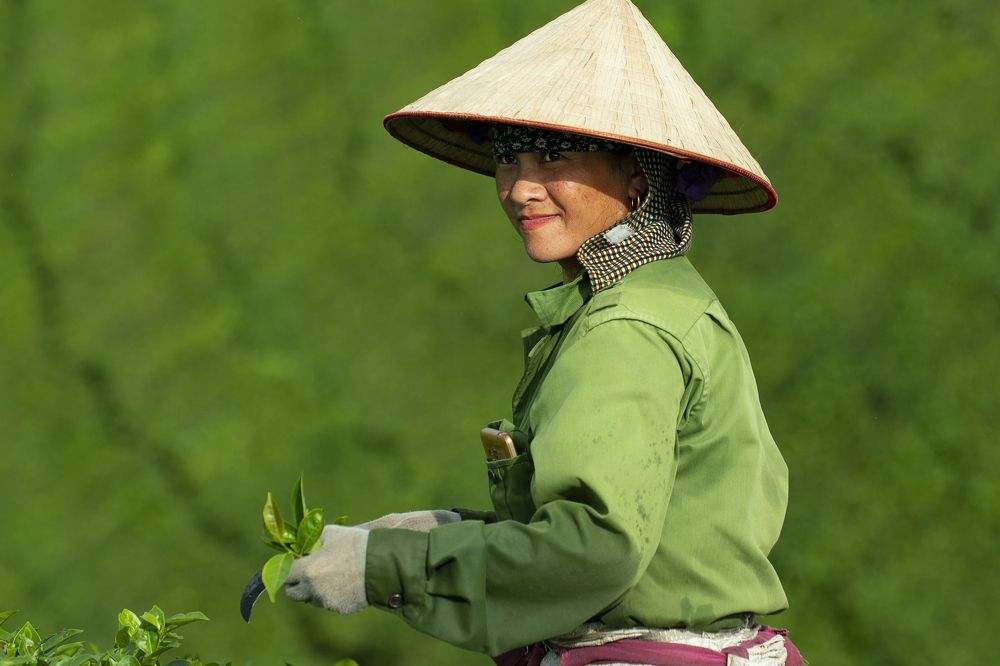 tea picking woman