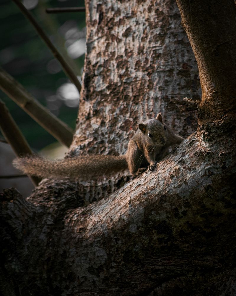 Photograph by Anupam Sarma