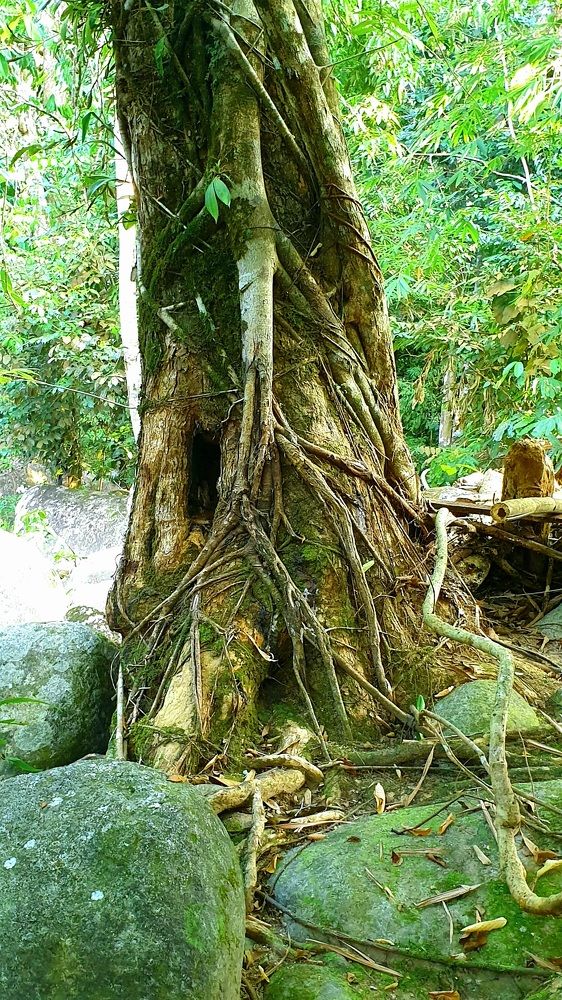 Trees