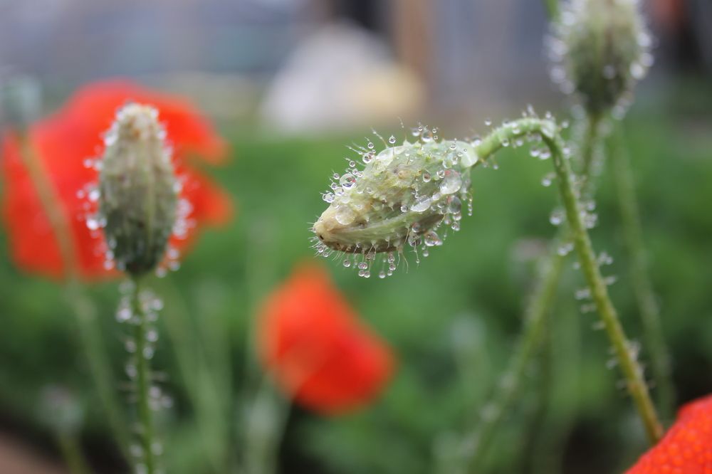 Photograph by Галина Радчук