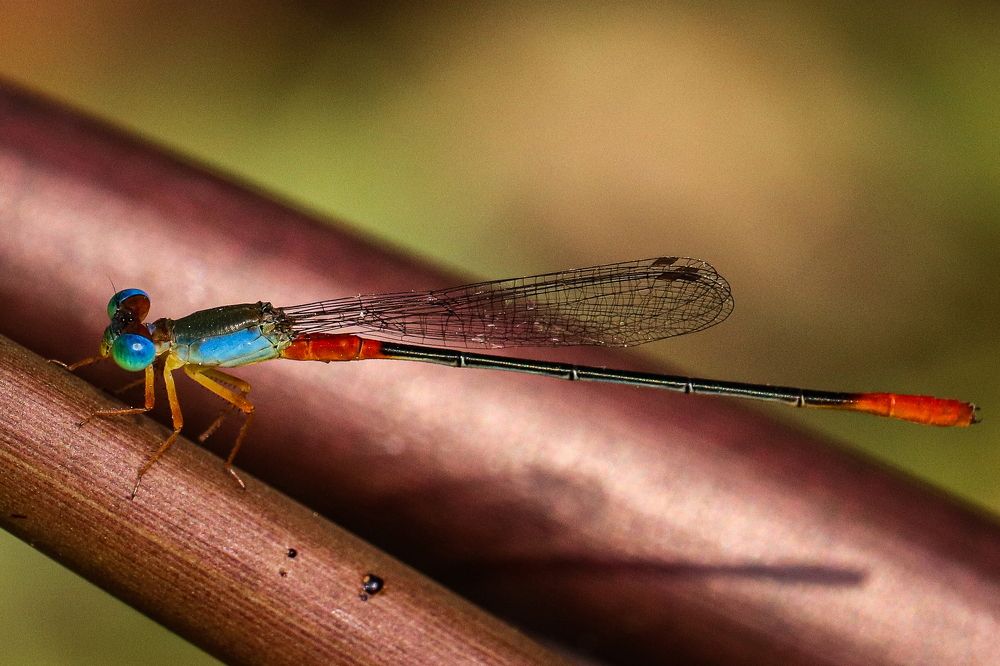 Photograph by Arkachanda Roy