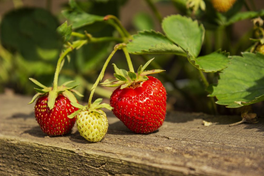 Photograph by  Vladimir