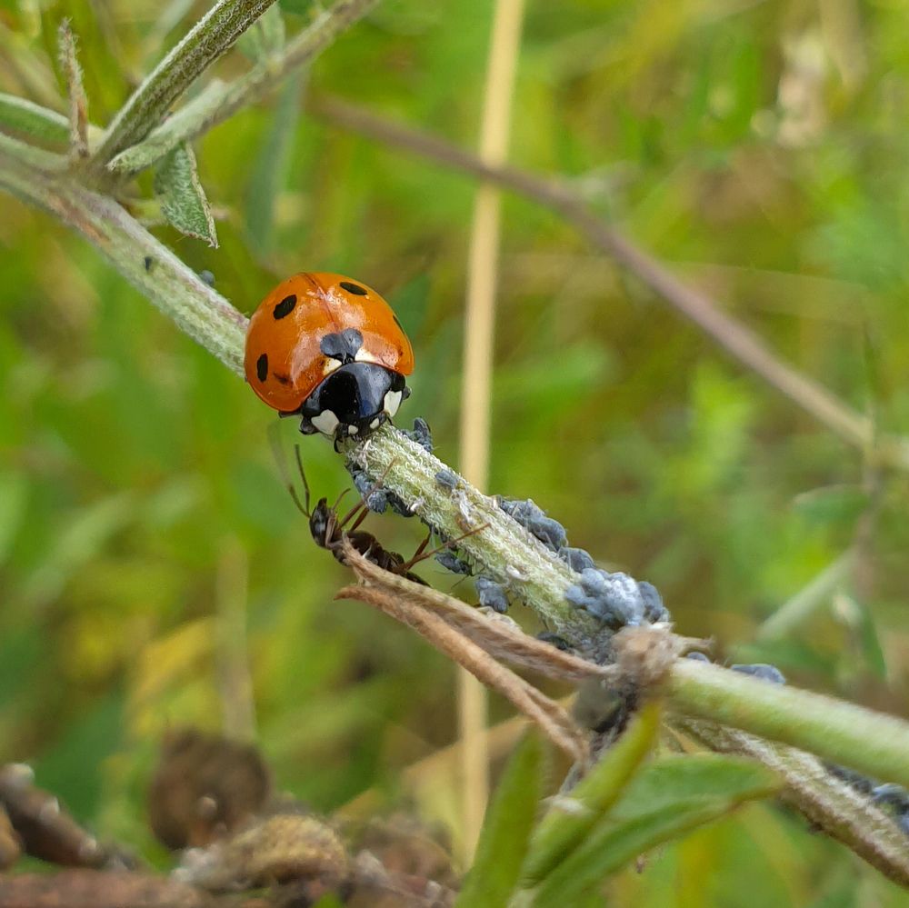 Photograph by Дарья Кривоножкина