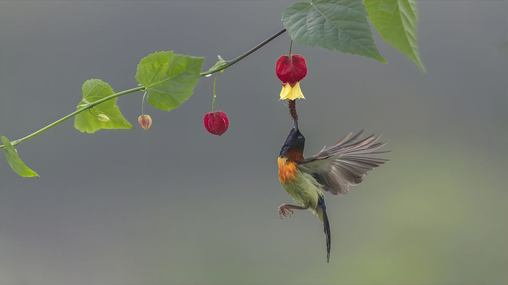 Dòng mật ngọt ngào