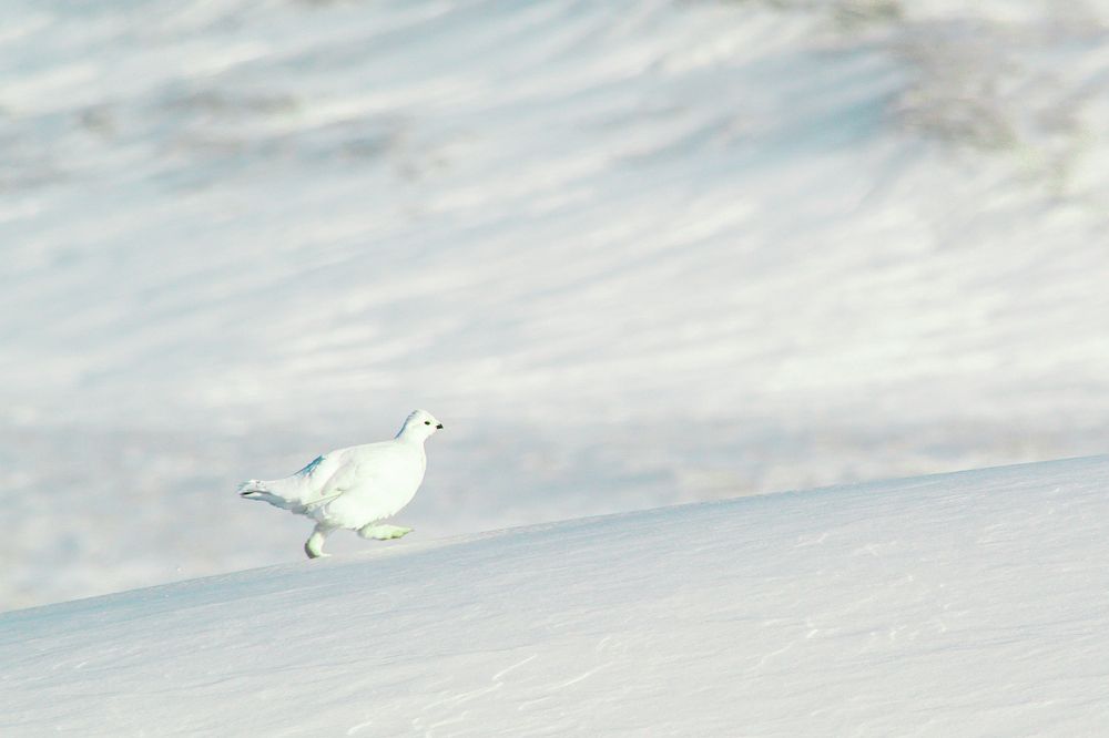Photograph by Алексей Хурция