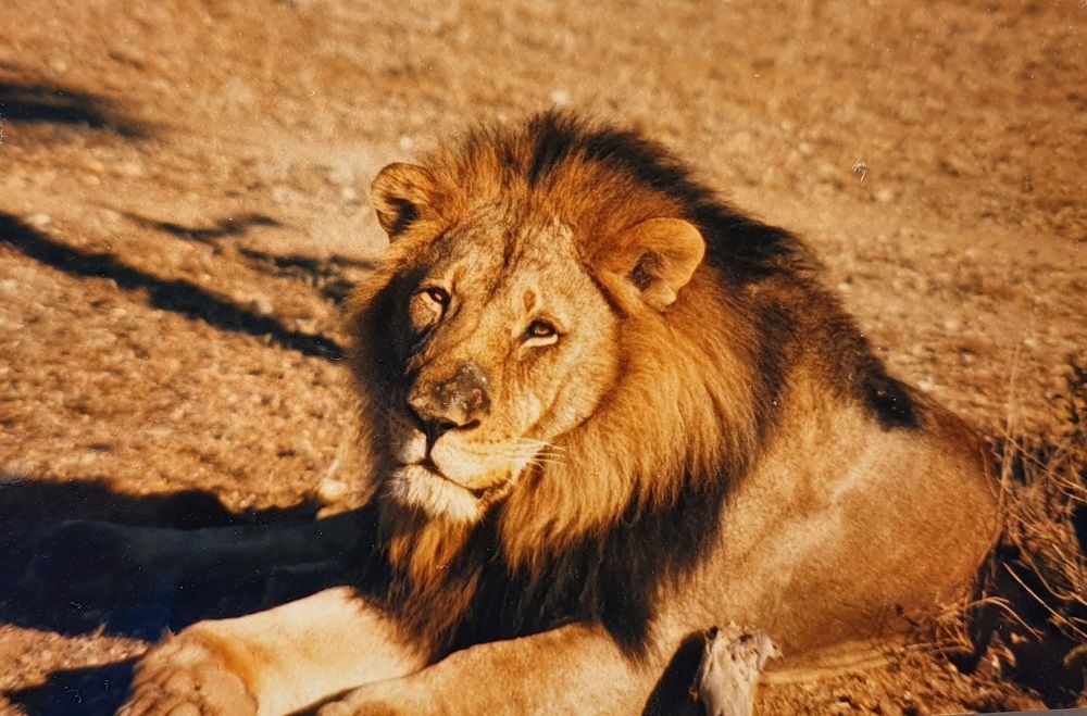 Lion Taken at Mashatu Game Reserve