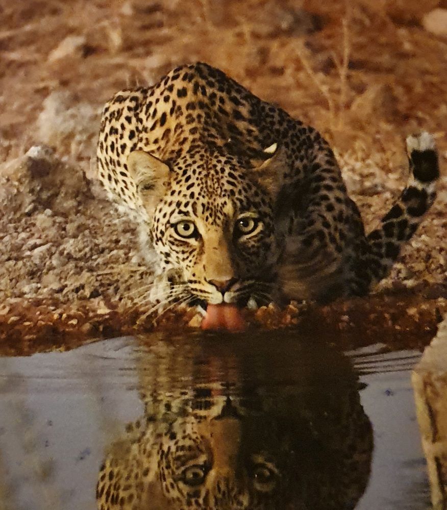 Leopard at Nossob Waterhole