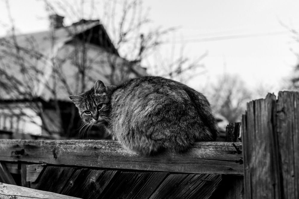 Photograph by Наталья Мерончук