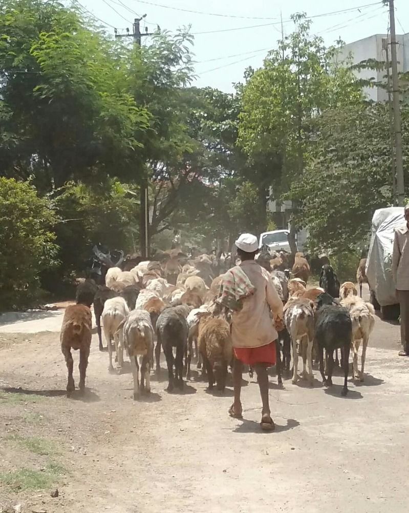 A Boy With Sheeps