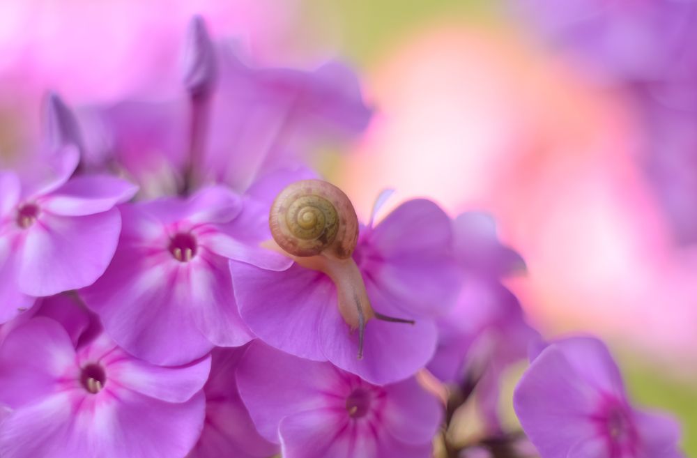 Photograph by Ирина Никульча