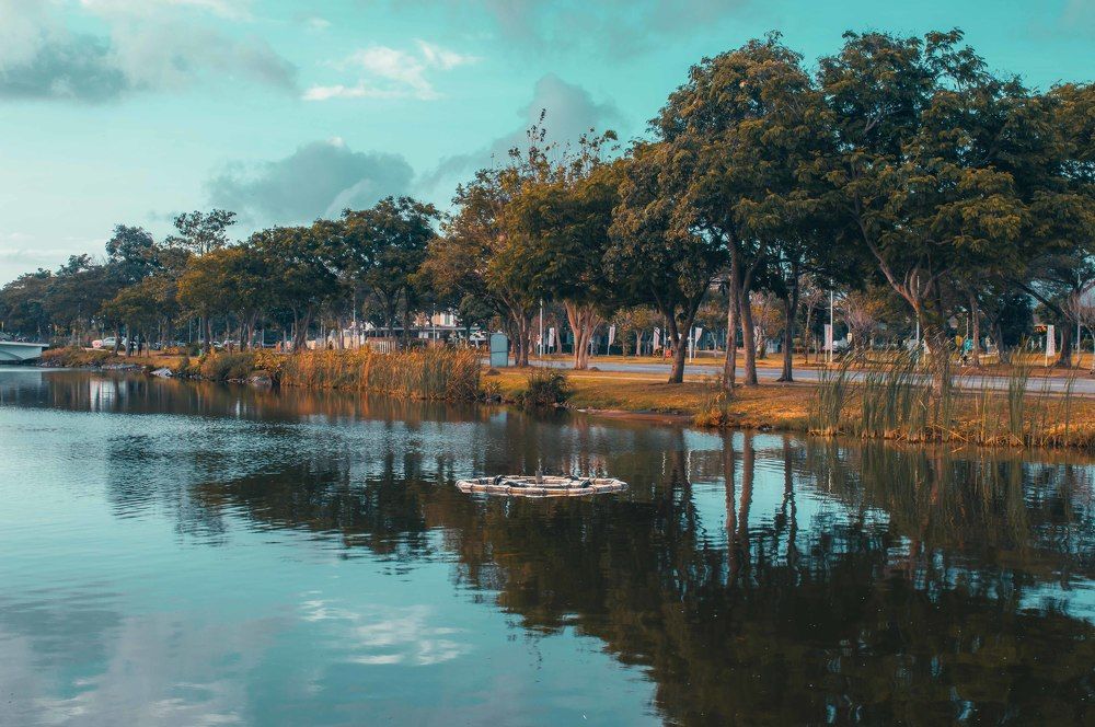 The reflection of trees