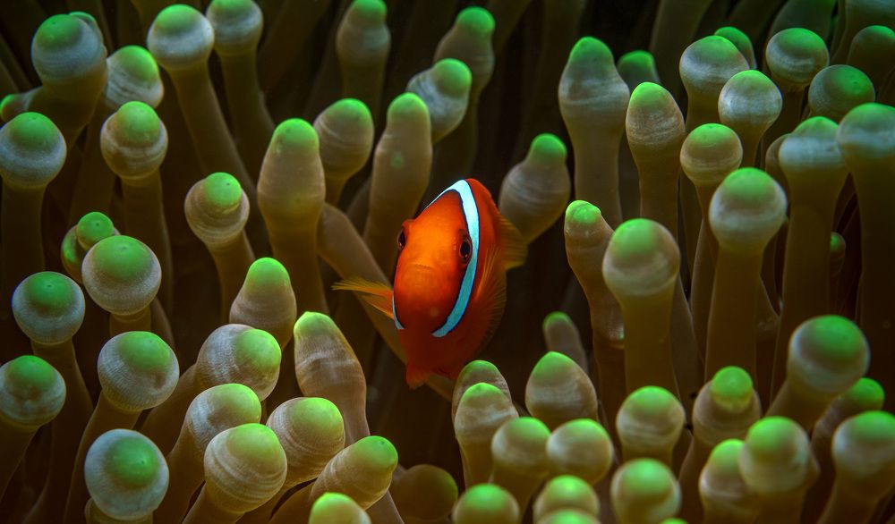 Photograph by Андрей Савин