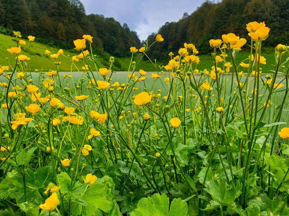 Photograph by Дарья Кривоножкина